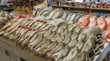 سعر السمك اليوم يشهد ارتفاعًا ملحوظًا في البلطي والبوري والجمبري